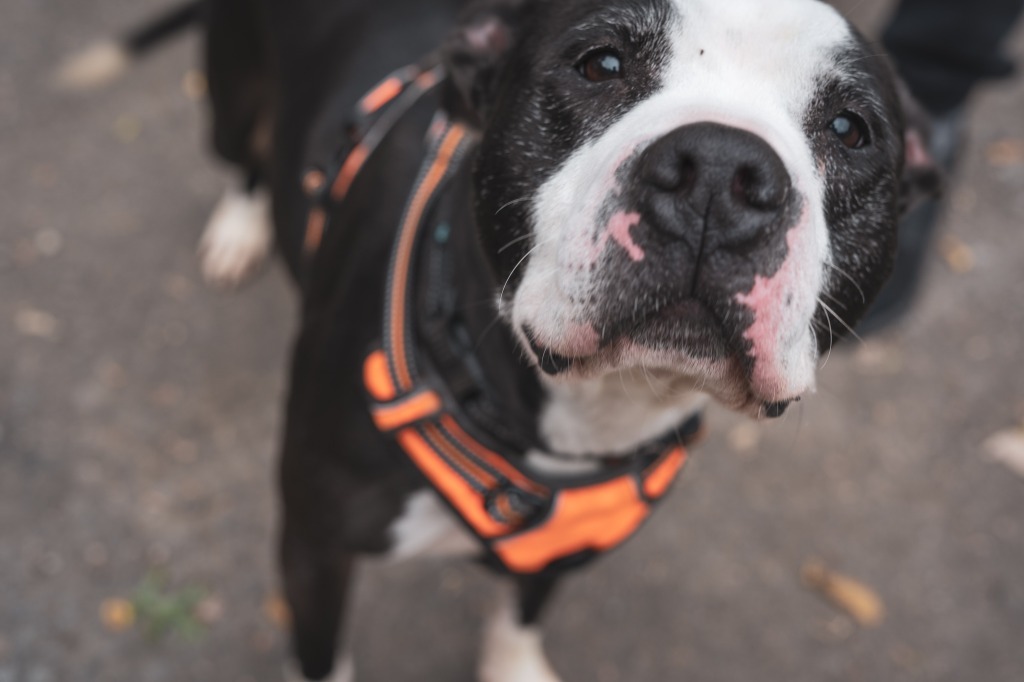 George, an adoptable Pit Bull Terrier, Mixed Breed in Walden, NY, 12586 | Photo Image 4