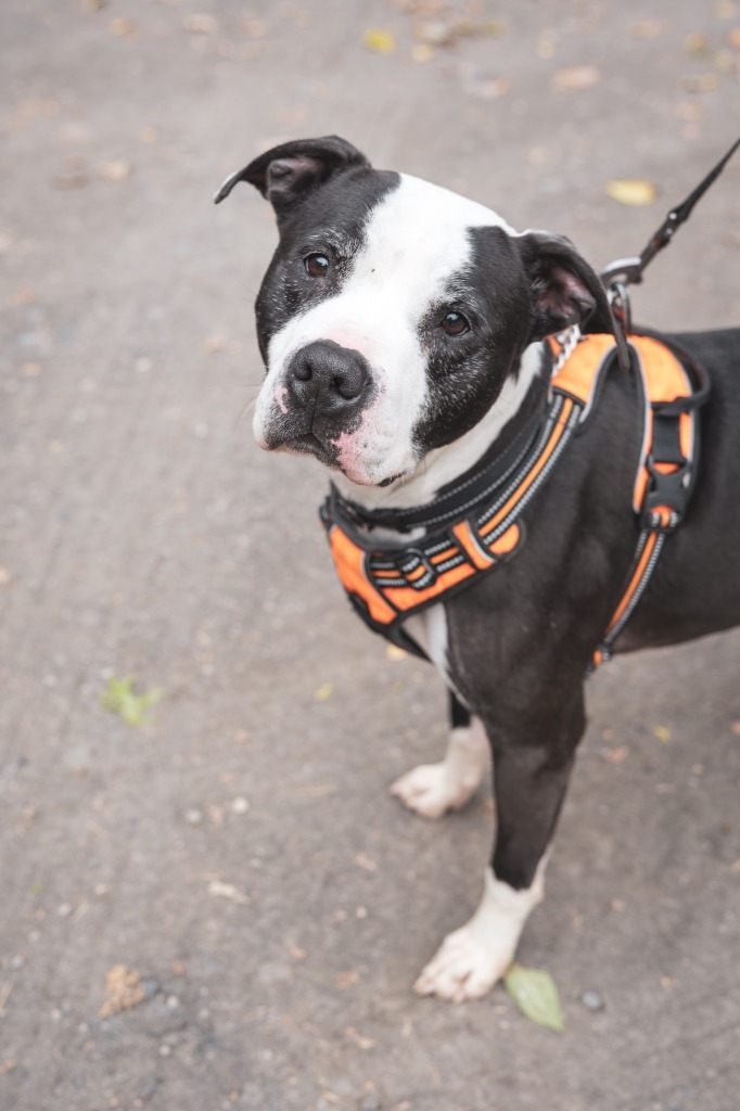 George, an adoptable Pit Bull Terrier, Mixed Breed in Walden, NY, 12586 | Photo Image 5