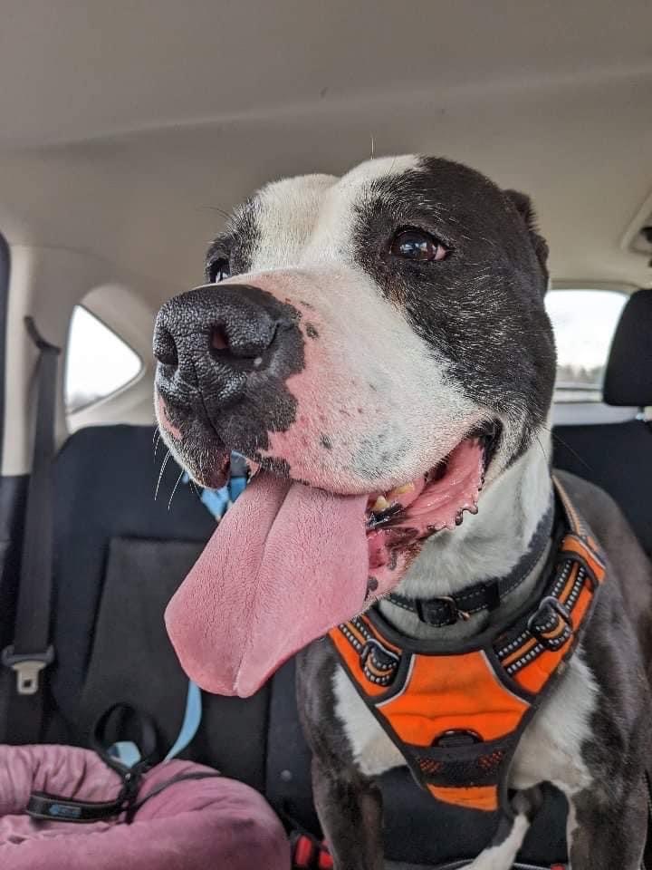 George, an adoptable Pit Bull Terrier, Mixed Breed in Walden, NY, 12586 | Photo Image 6