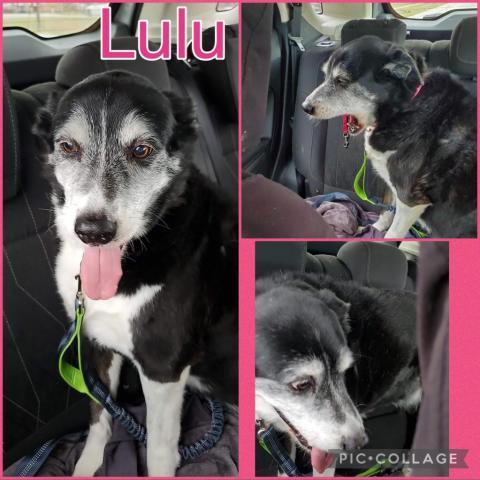 LuLu