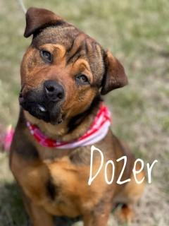 Dozer