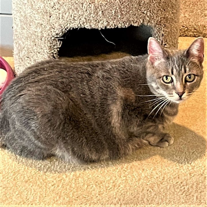 Barbra Streisand, an adoptable Tabby & Domestic Short Hair Mix in Springfield, OR_image-2