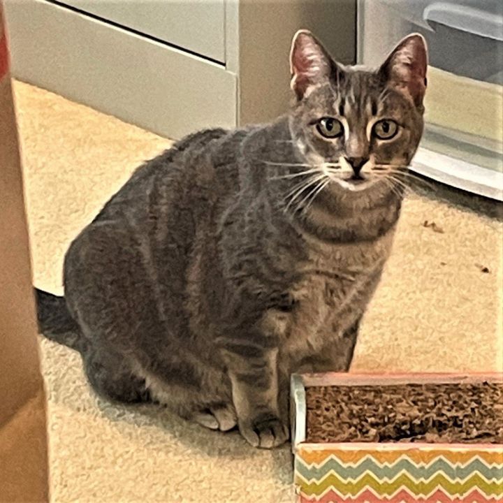 Barbra Streisand, an adoptable Tabby & Domestic Short Hair Mix in Springfield, OR_image-3