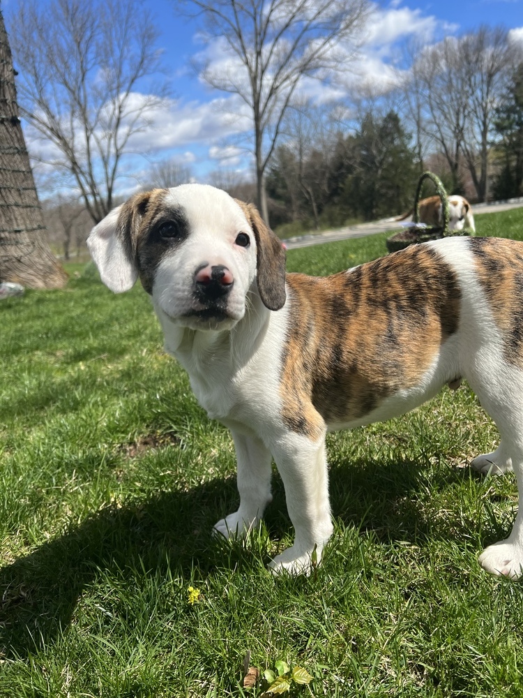 Cedar (Periwinkle Litter)