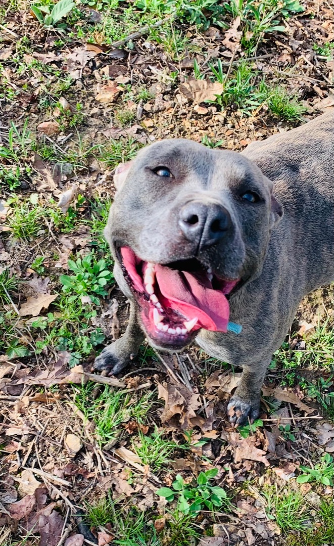 Dog for adoption - Zesty (A159407), an American Staffordshire Terrier in  Detroit, MI