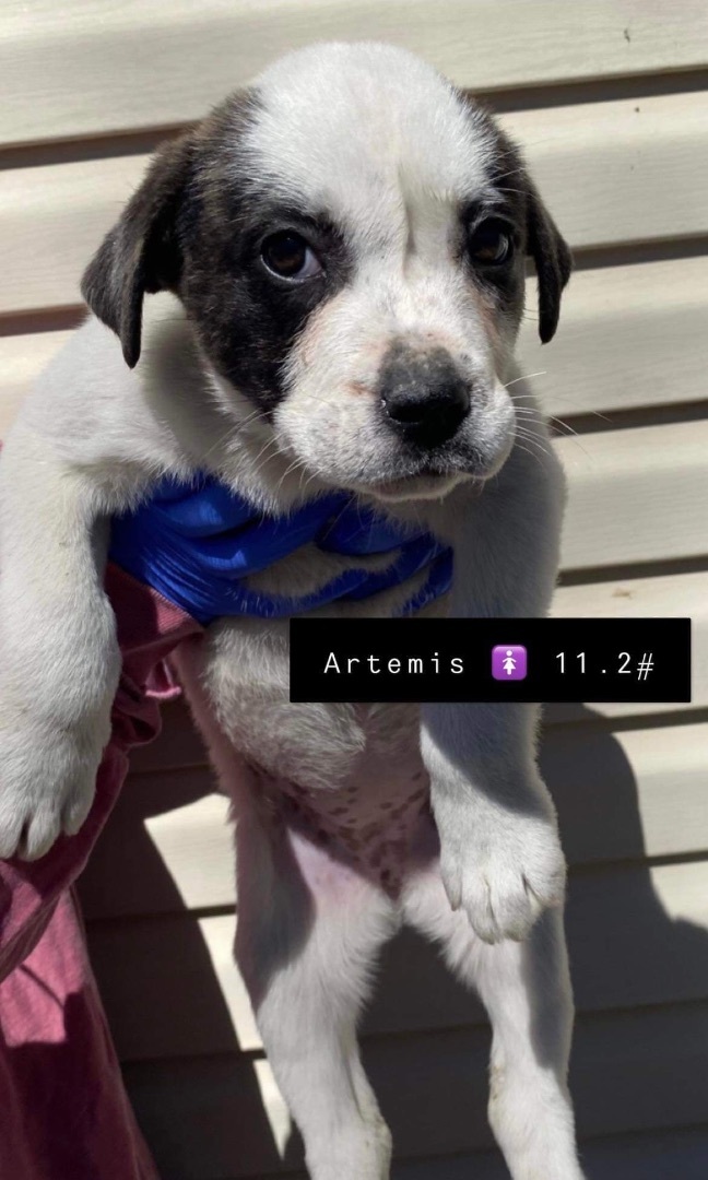 Artemis