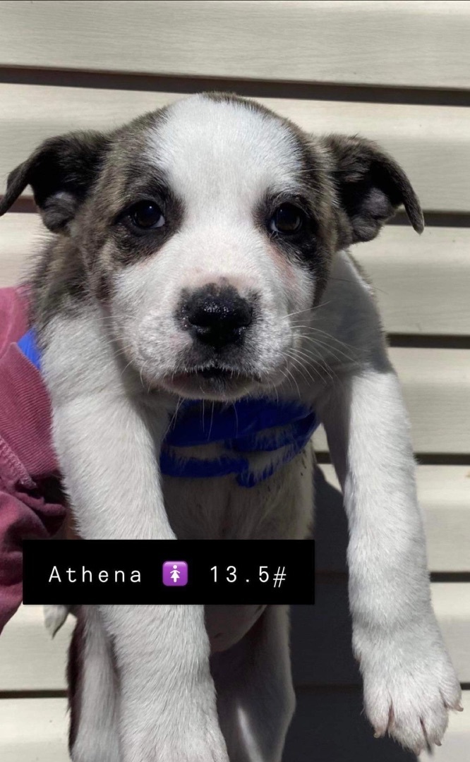 Athena