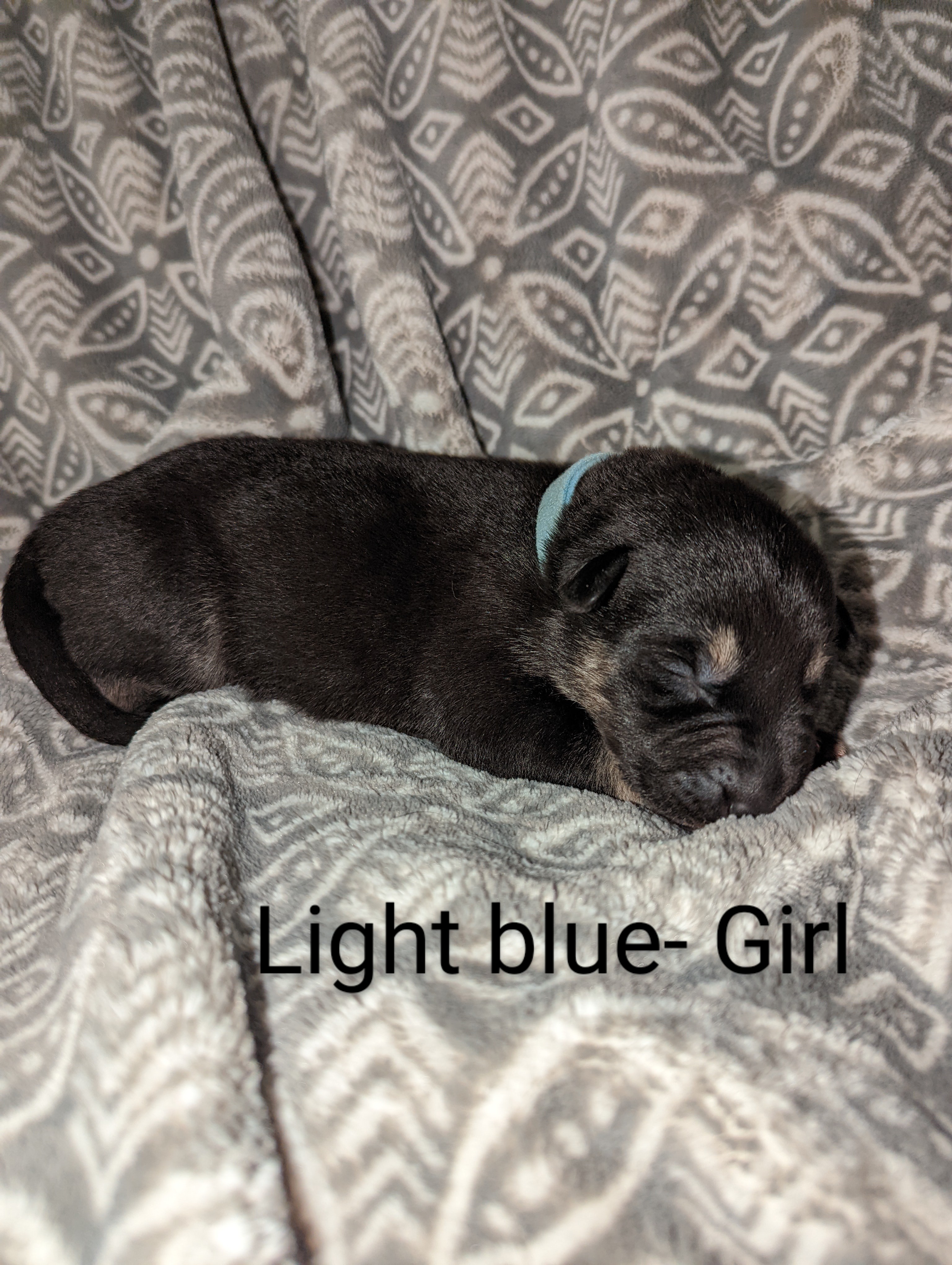 Bella (Light Blue)