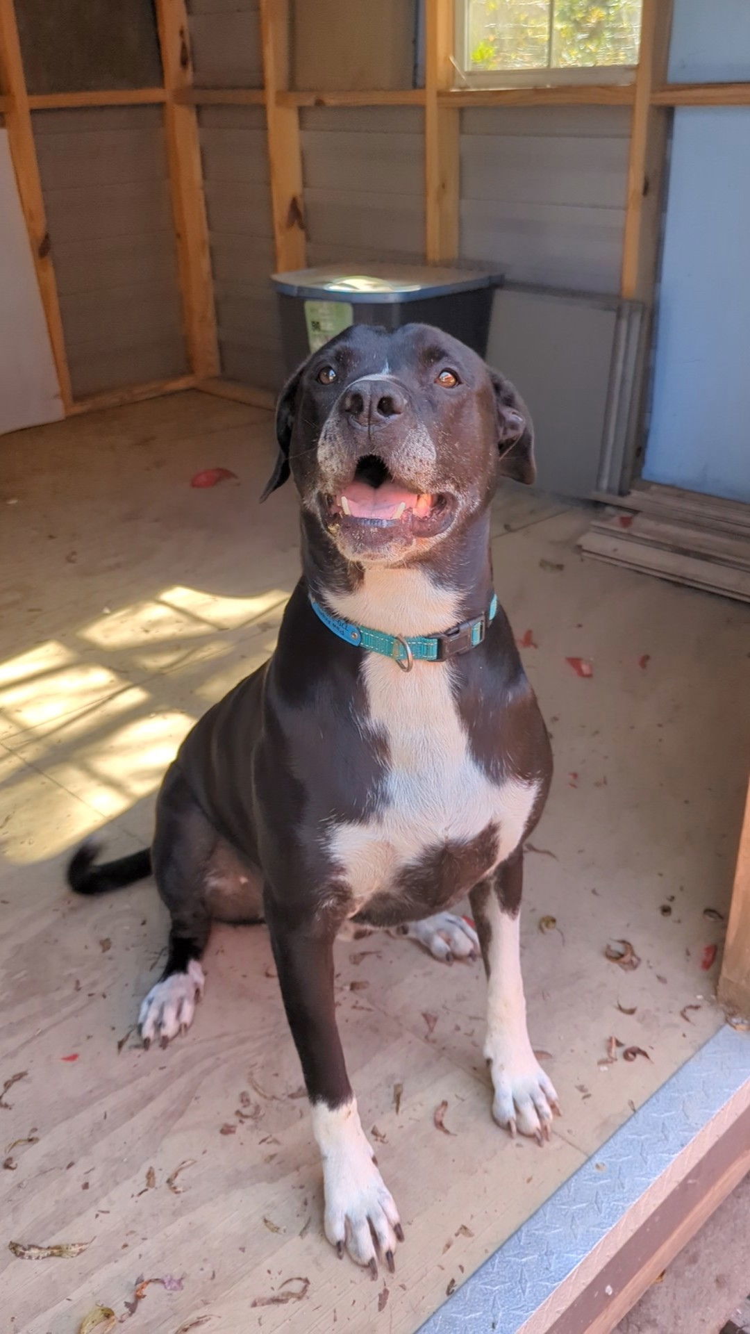 Cooperman, an adoptable Labrador Retriever in Calhoun, GA, 30701 | Photo Image 2