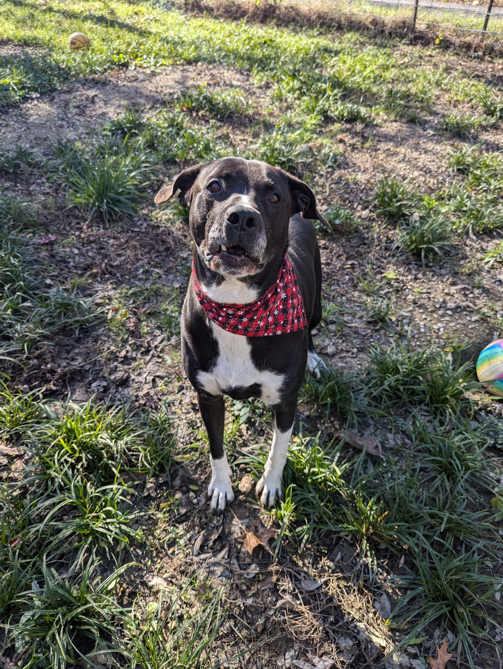 Cooperman, an adoptable Labrador Retriever in Calhoun, GA, 30701 | Photo Image 2