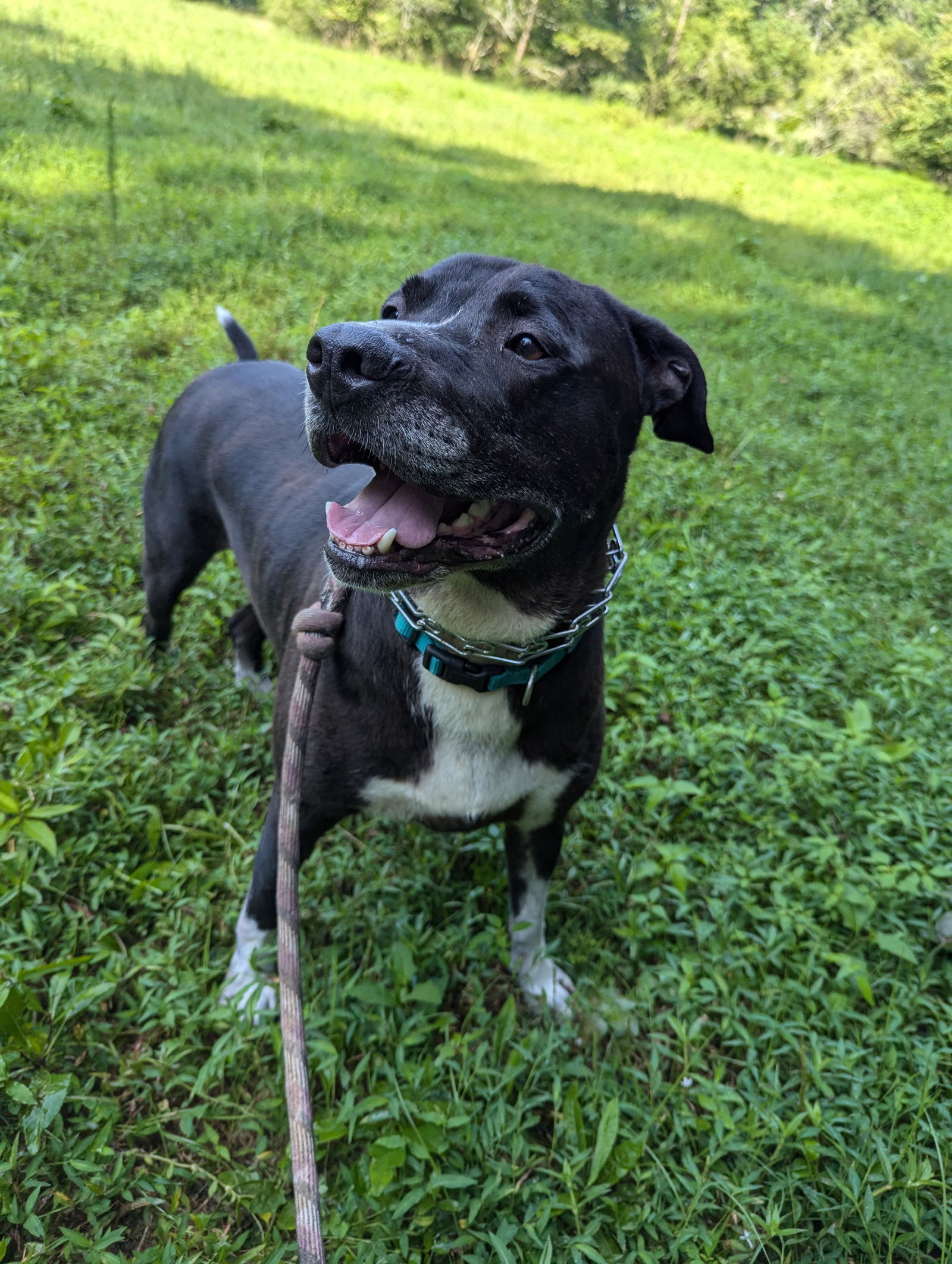 Cooperman, an adoptable Labrador Retriever in Calhoun, GA, 30701 | Photo Image 3