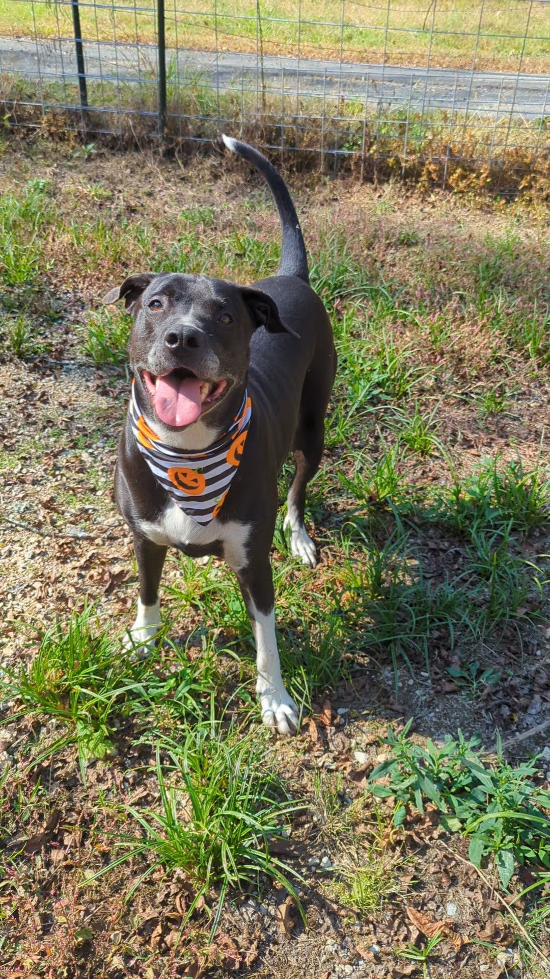 Cooperman, an adoptable Labrador Retriever in Calhoun, GA, 30701 | Photo Image 3