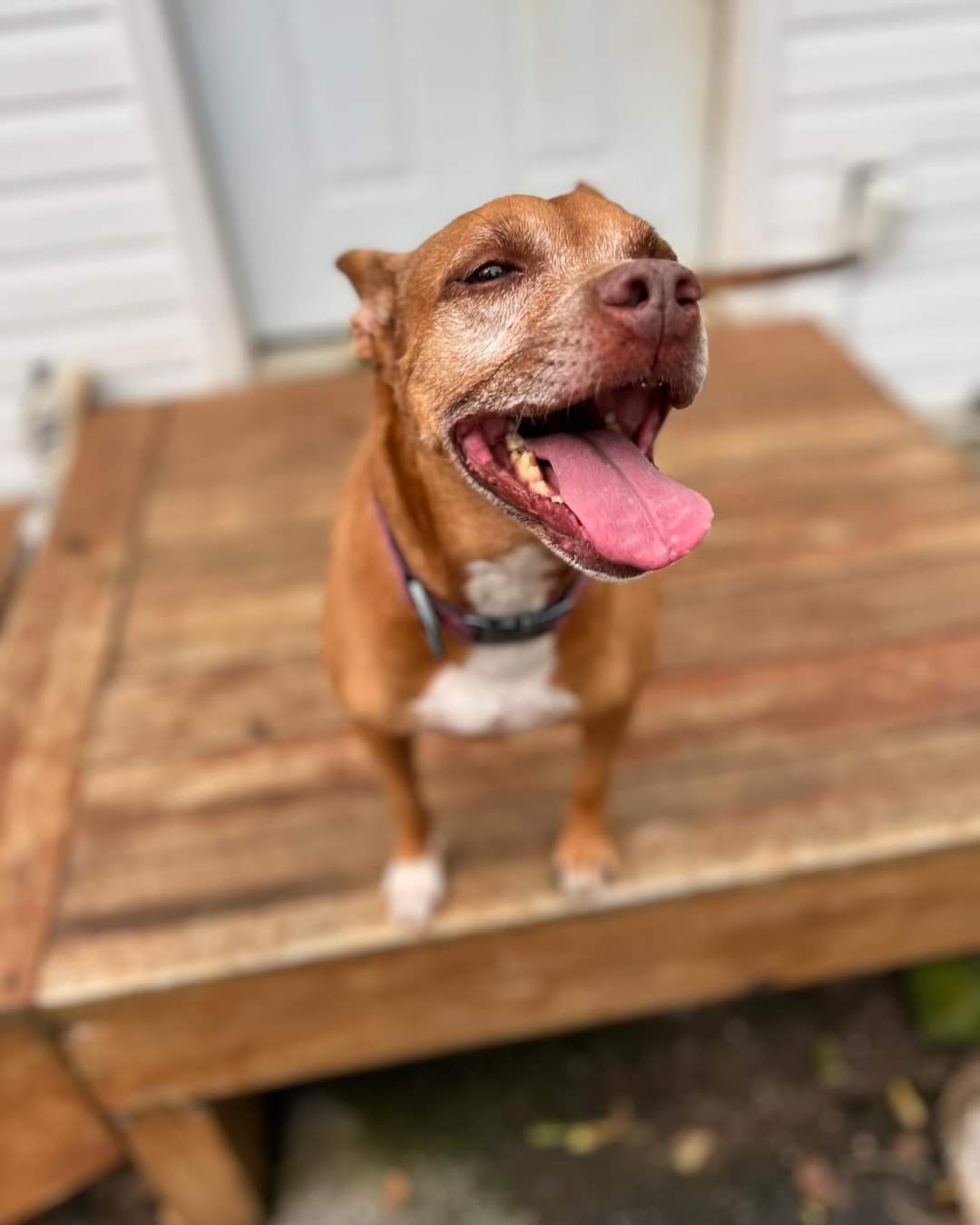 Zoey, an adoptable Pharaoh Hound in Calhoun, GA, 30701 | Photo Image 2