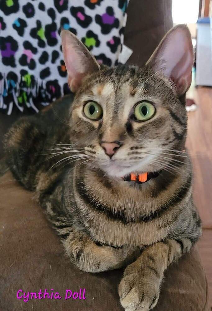 Cynthia Doll, an adoptable Domestic Short Hair in Canal Winchester, OH, 43110 | Photo Image 1