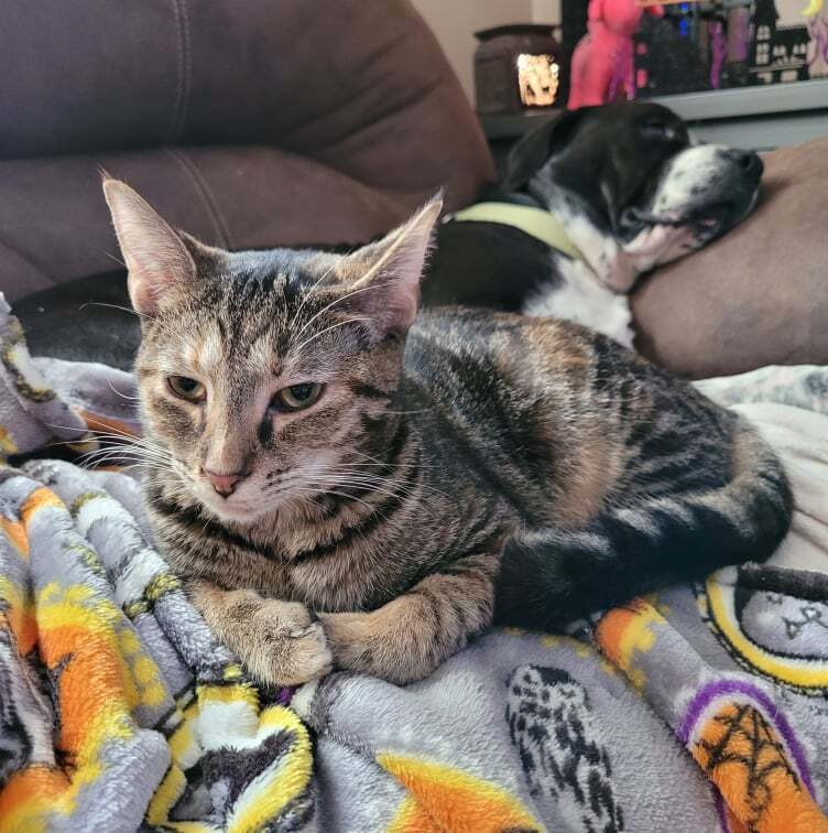 Cynthia Doll, an adoptable Domestic Short Hair in Canal Winchester, OH, 43110 | Photo Image 2