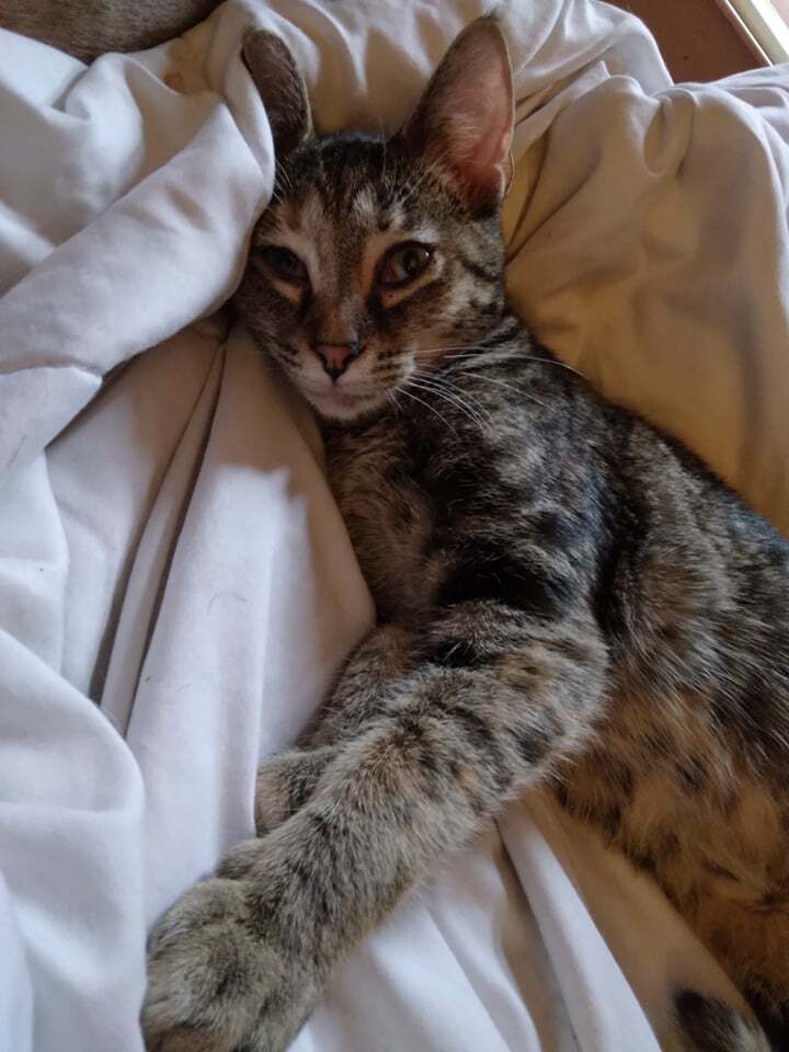 Cynthia Doll, an adoptable Domestic Short Hair in Canal Winchester, OH, 43110 | Photo Image 3