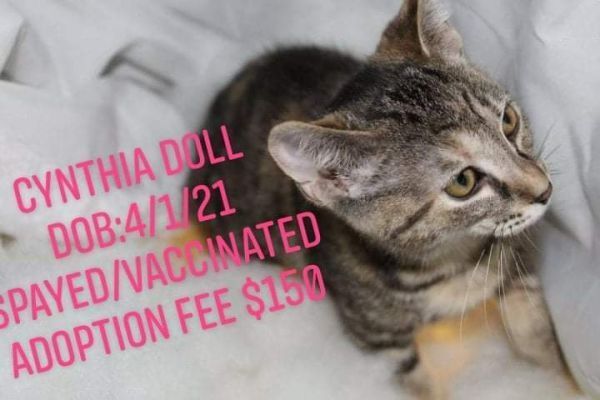 Cynthia Doll, an adoptable Domestic Short Hair in Canal Winchester, OH, 43110 | Photo Image 4