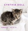 Cynthia Doll photo 5