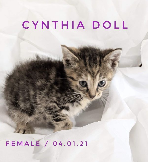 Cynthia Doll, an adoptable Domestic Short Hair in Canal Winchester, OH, 43110 | Photo Image 5