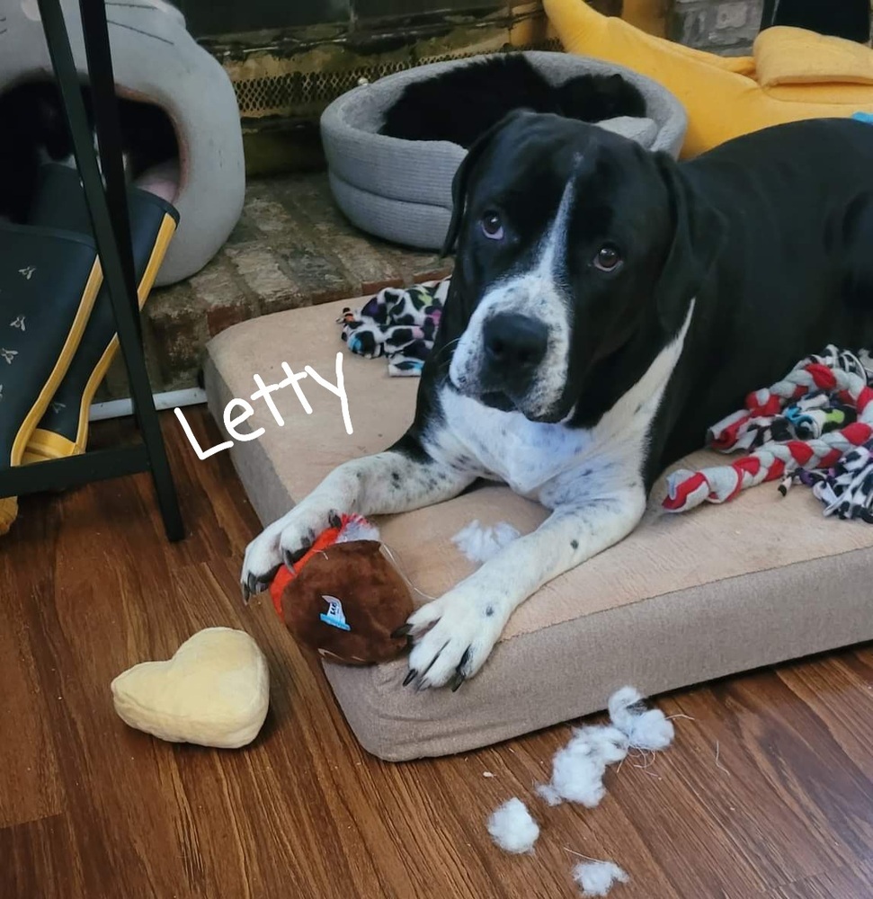 Letty, an adoptable Cane Corso in Canal Winchester, OH, 43110 | Photo Image 1