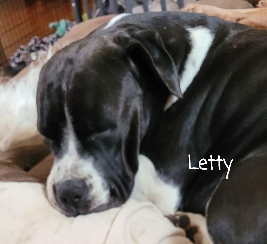 Letty, an adoptable Cane Corso in Canal Winchester, OH, 43110 | Photo Image 2