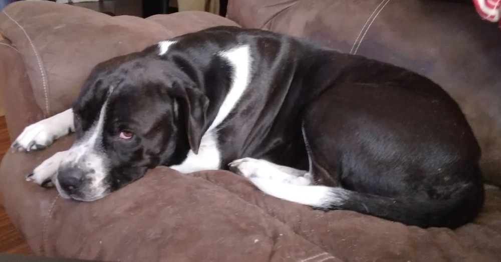 Letty, an adoptable Cane Corso in Canal Winchester, OH, 43110 | Photo Image 3