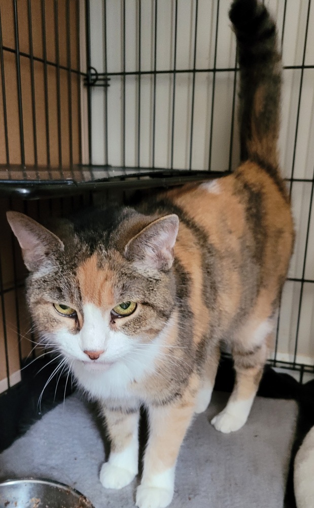 Patches, an adoptable Domestic Short Hair in Canal Winchester, OH, 43110 | Photo Image 1