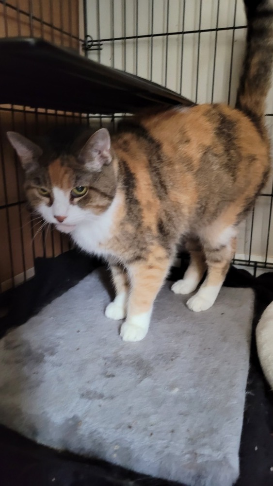 Patches, an adoptable Domestic Short Hair in Canal Winchester, OH, 43110 | Photo Image 2