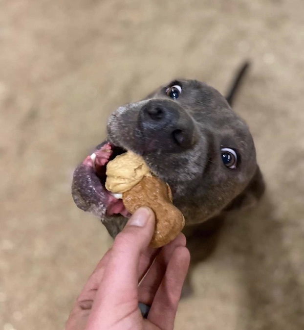 Rigby, an adoptable Mastiff, Chow Chow in Georgetown, TN, 37336 | Photo Image 3