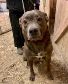 Rigby, an adoptable Mastiff, Chow Chow in Georgetown, TN, 37336 | Photo Image 4