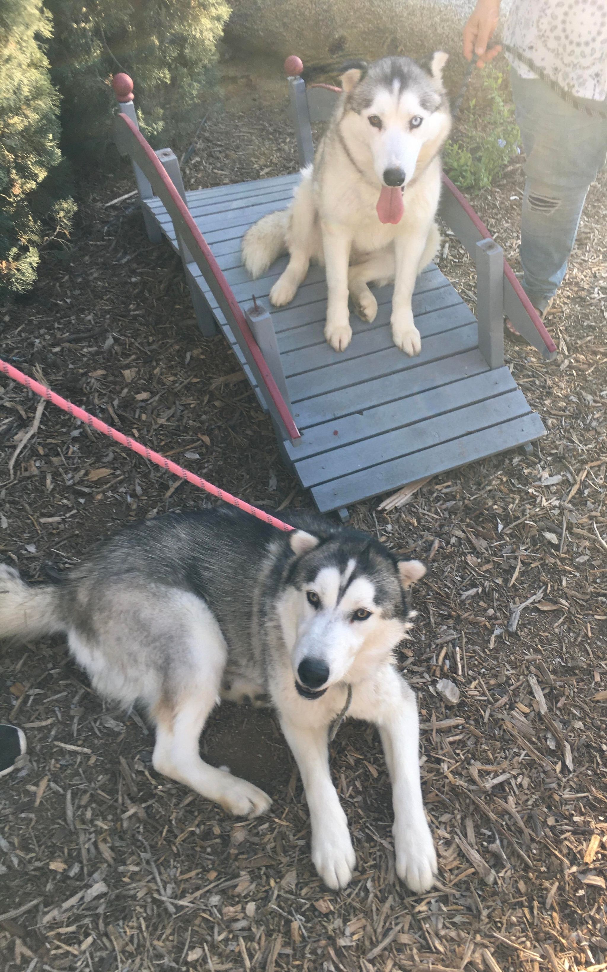 RIZZO and DANNY ZUKO, an adoptable Husky in Beaverton, OR, 97005 | Photo Image 3