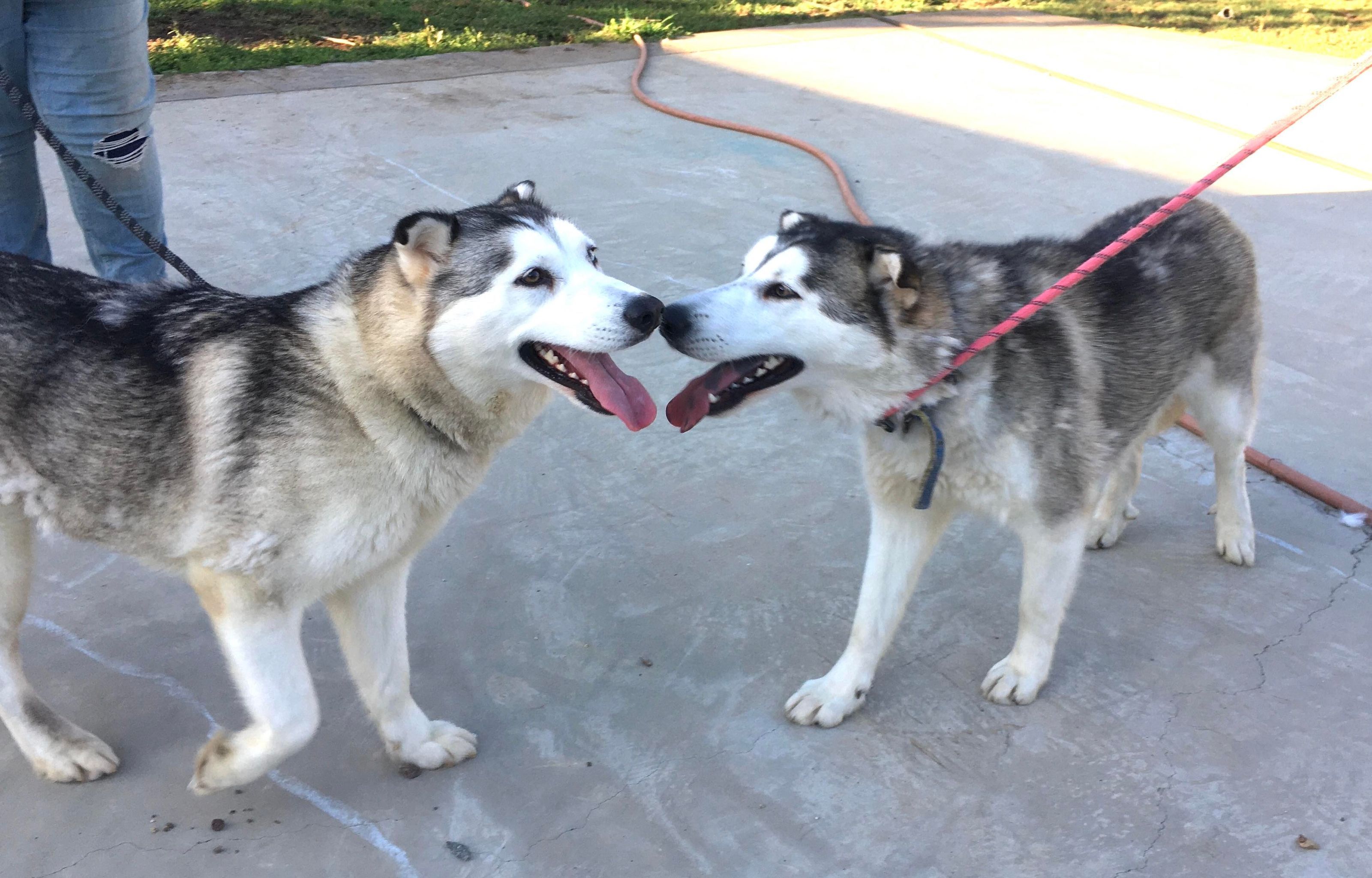 RIZZO and DANNY ZUKO, an adoptable Husky in Beaverton, OR, 97005 | Photo Image 6