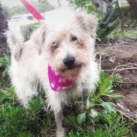 Fatima, an adoptable Poodle & Terrier Mix in San Diego, CA_image-1