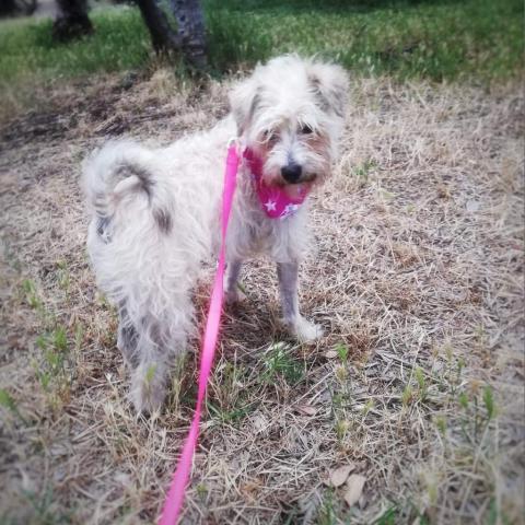 Fatima, an adoptable Poodle & Terrier Mix in San Diego, CA_image-4