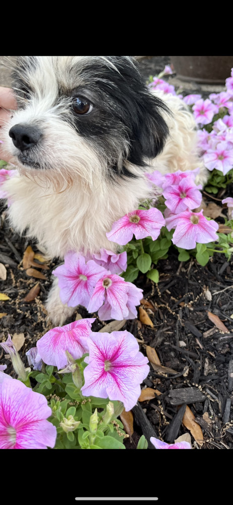 Teacup Morkie Marshmellow