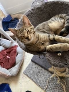 Ramses, an adoptable Domestic Short Hair & Tabby Mix in Los Angeles, CA_image-4