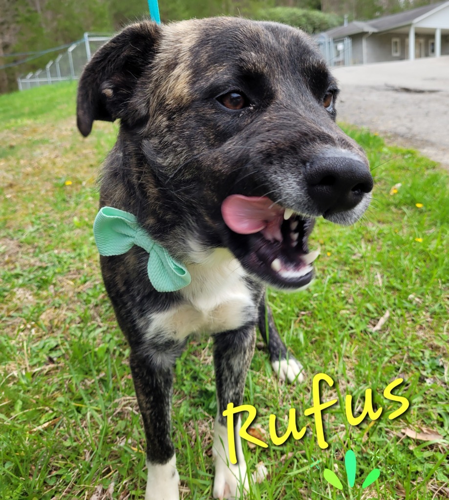 Rufus