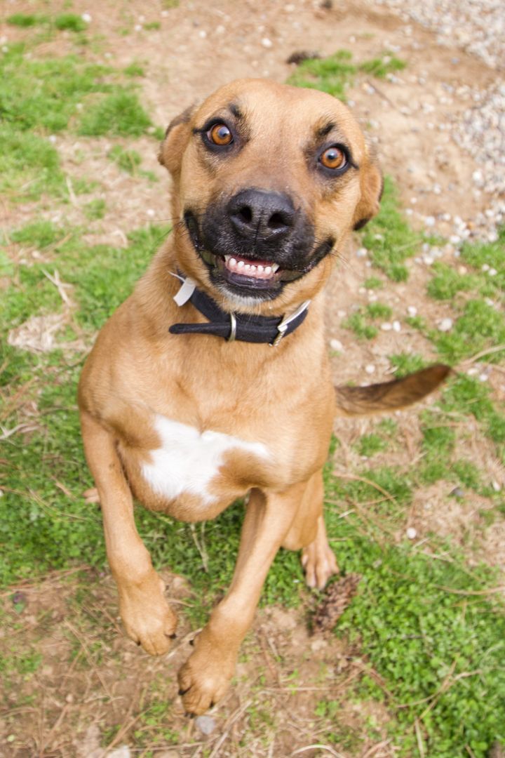 Pepper, an adopted Black Mouth Cur & Boxer Mix in Louisville, KY_image-1