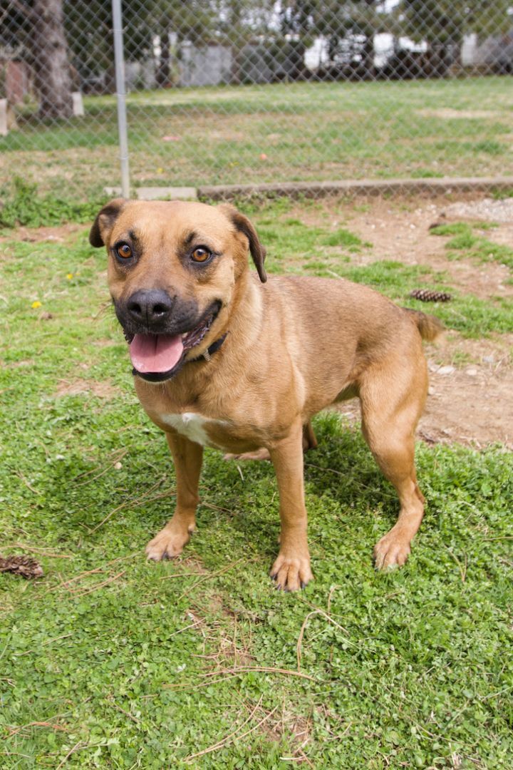 Pepper, an adopted Black Mouth Cur & Boxer Mix in Louisville, KY_image-2