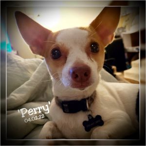 Perry - NOT AVAILABLE - PLEASE READ THE BIO