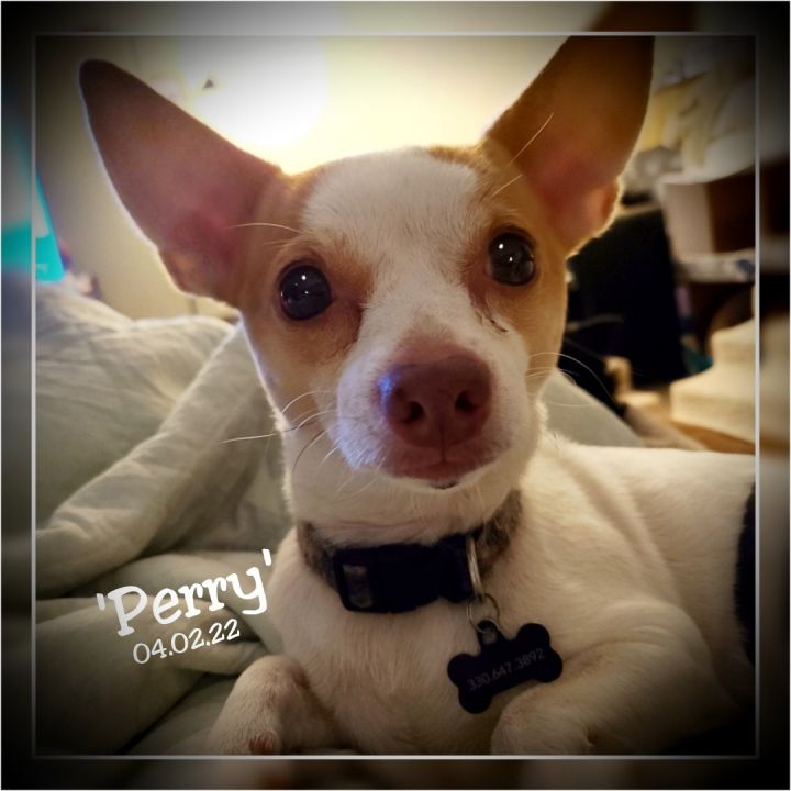 Perry - NOT AVAILABLE - PLEASE READ THE BIO 1
