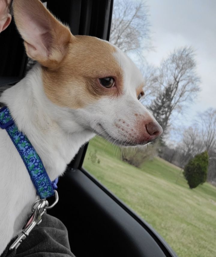 Perry , an adopted Chihuahua & Toy Fox Terrier Mix in Mentor, OH_image-2