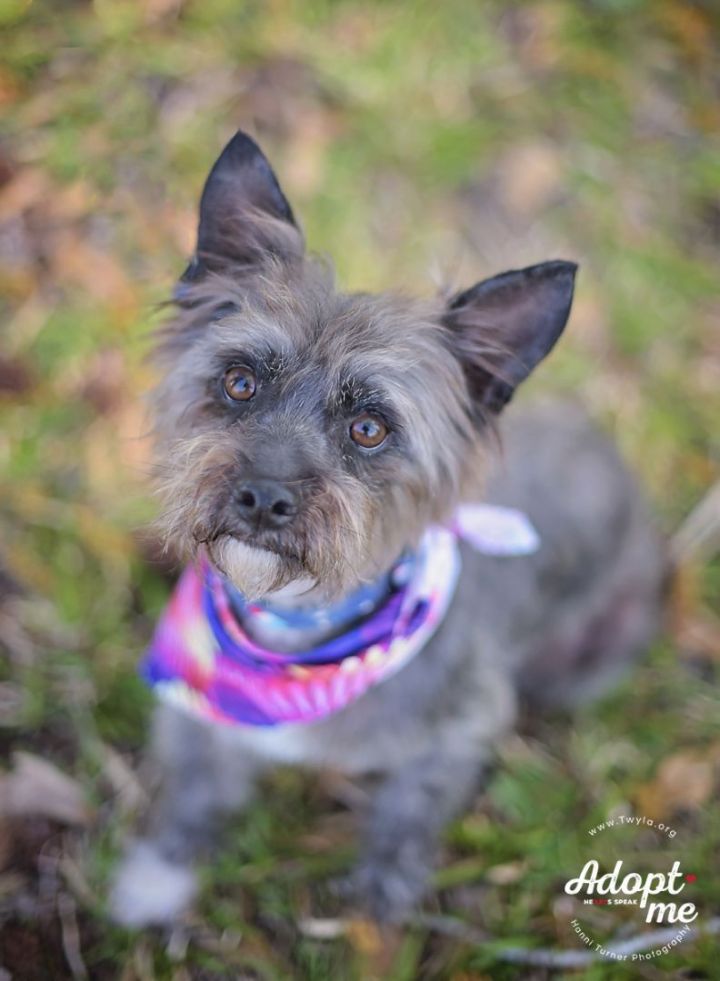 Hashbrown, an adopted Cairn Terrier & Schnauzer Mix in Kingwood, TX_image-1