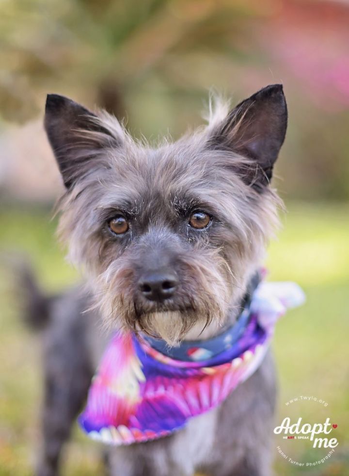Hashbrown, an adopted Cairn Terrier & Schnauzer Mix in Kingwood, TX_image-2