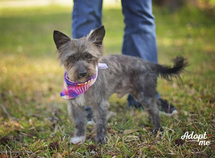 Hashbrown, an adopted Cairn Terrier & Schnauzer Mix in Kingwood, TX_image-4