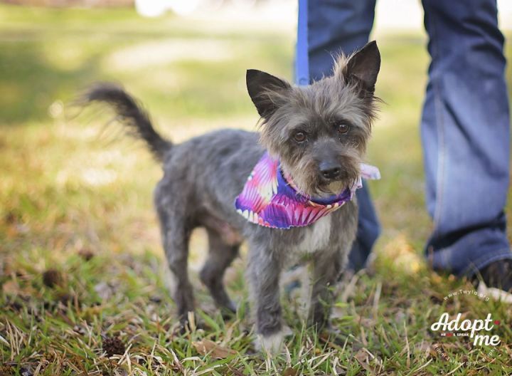 Hashbrown, an adopted Cairn Terrier & Schnauzer Mix in Kingwood, TX_image-5