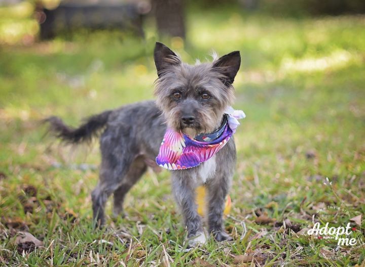 Hashbrown, an adopted Cairn Terrier & Schnauzer Mix in Kingwood, TX_image-6