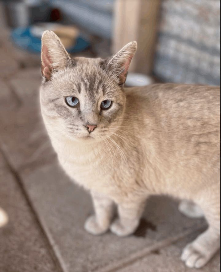 Elton, an adopted Siamese Mix in Williamsburg, NM_image-3
