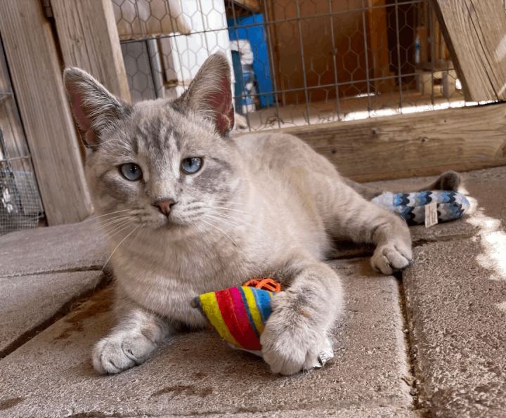 Elton, an adopted Siamese Mix in Williamsburg, NM_image-6