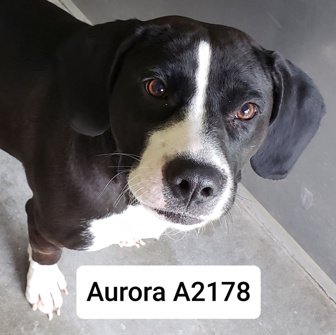 Aurora A2178
